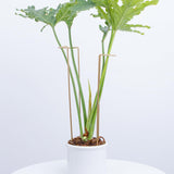 GOOOXIM 10 PCS Large Indoor Plant Stakes 15.5" Heavy Duty Metal Supports