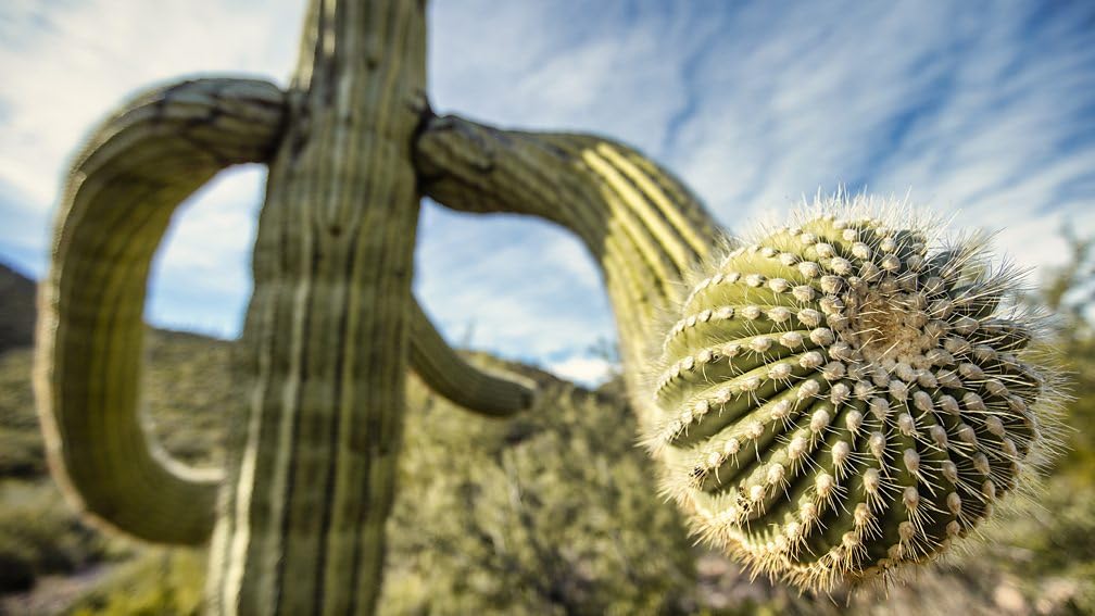 Green Planet (BD/4KUHD) [4K UHD]