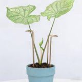 GOOOXIM 8.7 Inch Indoor Plant Trellis 10 Pack Small Gold Plant Supports