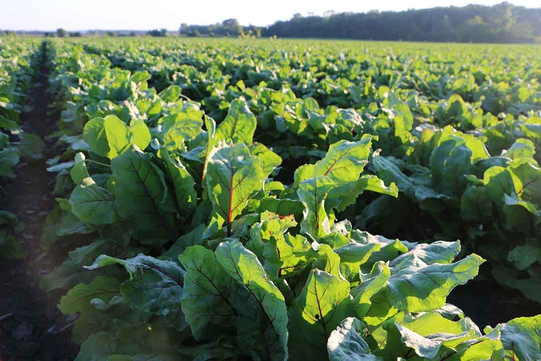 Standard Process - Orchex - 150 Capsules