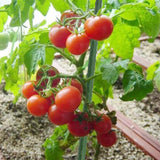 Sunnyglade 25 PCS 48" Plant Stakes Garden Tomato Sticks for Outdoor Plants