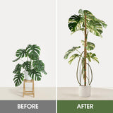2 Pack Moss Pole 63 Inch Monstera Plant Sticks Support Tall Long Stakes