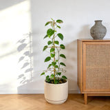 GOOOXIM 24 Inch Plant Stem Support Stakes for Monstera & Climbing Plants