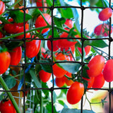GBACHOOSE 2 Pack 5x5 ft Elastic Trellis Netting for Grow Tent, Heavy Duty Plant Support Net with Steel Hooks and 100 Zip Ties, Black Garden Trellis Net for Tomatoes, Cucumbers, Vines