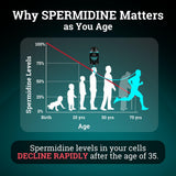 Spermidine Supplement (1440mg of 99% Pure Spermidine Supplements For Women & Men) 4 Months Supply (100X More Potent Than Wheat Germ Extract) 12MGS Per Serving For Cellular Health, Anti-Aging & Energy