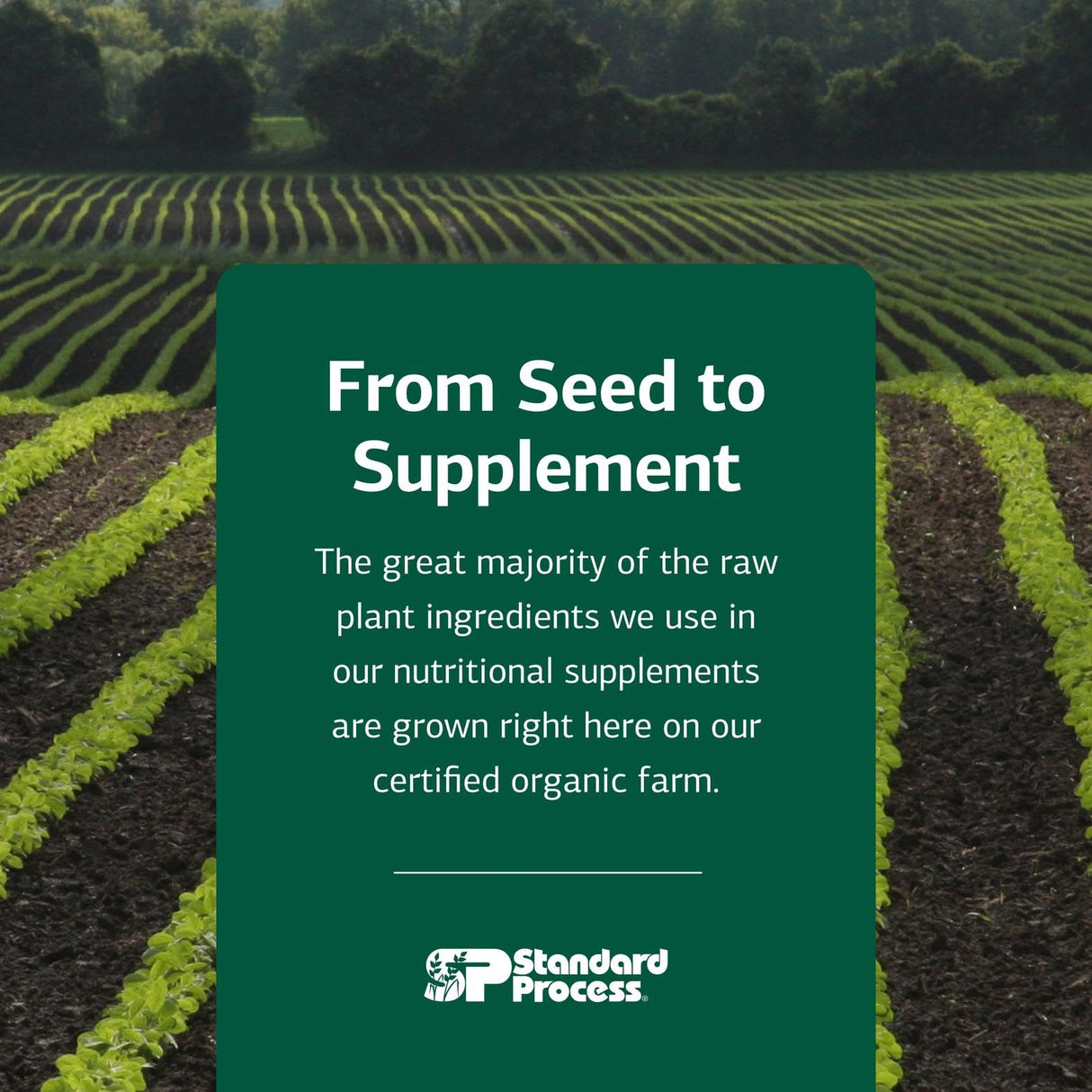 Standard Process Inc. Allerplex, Lung Health Support Supplement, Dietary Supplement with Vitamin A & Pneumotrophin PMG, Support Healthy Mucous Membranes, Supports Seasonal Challenges - 150 Capsules