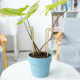 GOOOXIM 8.7 Inch Indoor Plant Trellis 10 Pack Small Gold Plant Supports