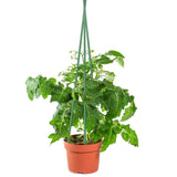 Sunnyglade 25 PCS 48" Plant Stakes Garden Tomato Sticks for Outdoor Plants