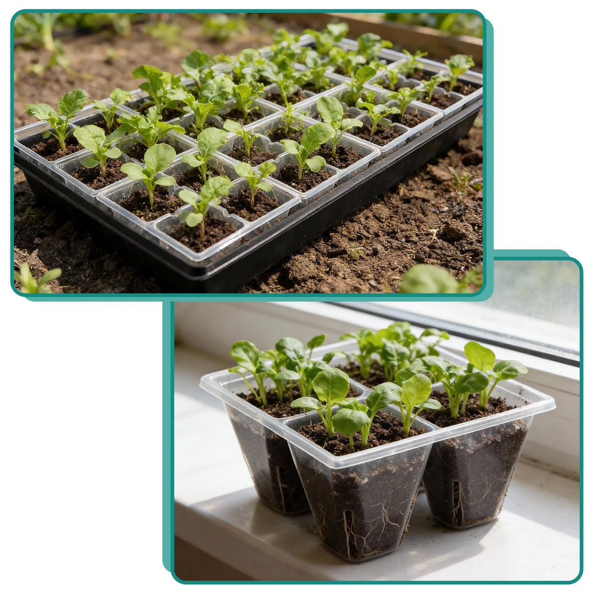 RooTrimmer 40 Pack Reusable 4-Cell Seed Starter Trays with Large Drainage Holes - Clear Transparent Trays for Root Growth Monitoring, Avoids Overwatering, Easy Transplant, Fits Standard 1020 Trays