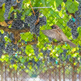 OGORI 25' x 25' Bird Netting Heavy Duty Nylon 3/4" Mesh Garden Netting Protect Fruit Trees, Plants and Vegetables