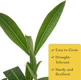 CitronellaKing 6 White Oleander Shrubs | Live Plants in 2.5-inch Nursery Cubes | “Sister Agnes” Variety | Deer-Resistant Evergreen Perennial | Stunning White Blooms for Outdoor Hedges & Garden Landscaping