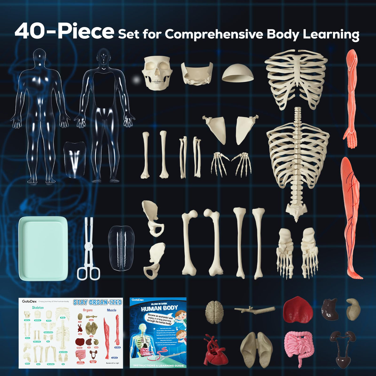 GobiDex Human Body Skeleton Model Kit, Glow in The Dark Science Kit for Kid