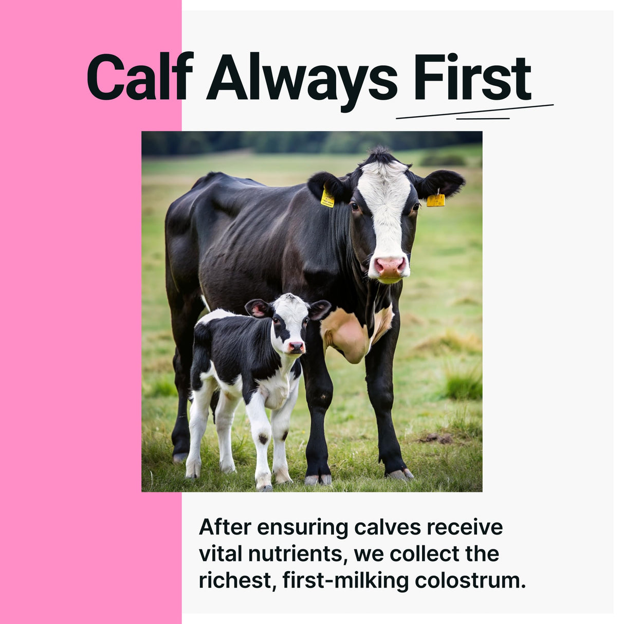 SonoHealth Cowabunga Colostrum - Premium, Pure & Unaltered Colostrum Powder Supplement - for Immune Support, Gut Health, Muscle Recovery & Wellness - Kosher & Halal Certified Calostro