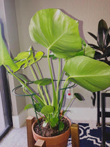 6 Pack 13.8 Inch High Plant Stake,Garden Plant Support,Half-Round Peony Cage Plant Ring Hoop