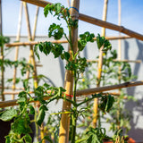 Plant Stakes, 4.8 FT Natural Bamboo Stakes Plant Support Stakes - 25Pcs