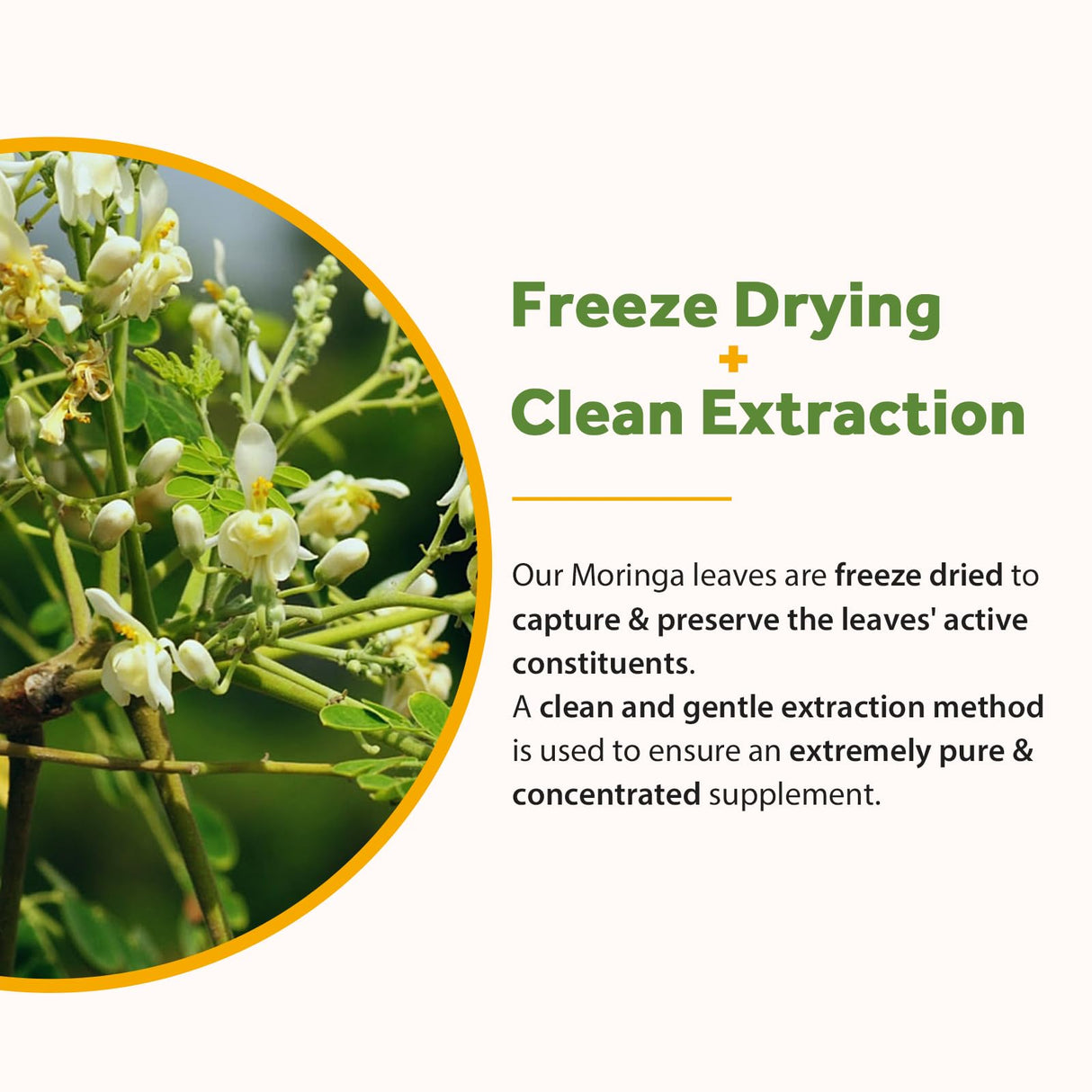 Doctor's Recipes Moringa 11,000 mg Strength, Complete Green Superfood, Natural Antioxidant Support, Non-GMO, 240 Vegan Caps, No Caffeine Soy Gluten