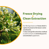 Doctor's Recipes Moringa 11,000 mg Strength, Complete Green Superfood, Natural Antioxidant Support, Non-GMO, 240 Vegan Caps, No Caffeine Soy Gluten