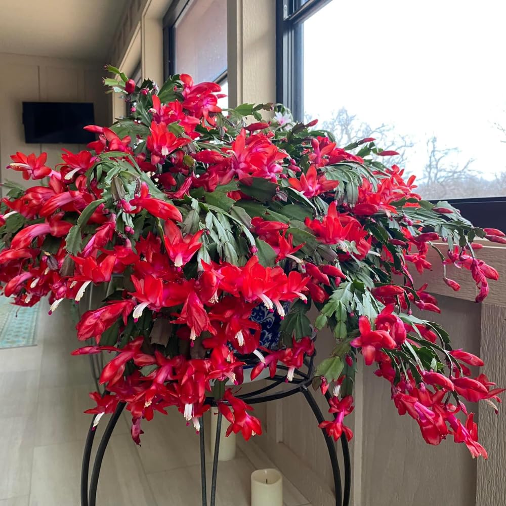Red Christmas Cactus Plants Live, 4 to 6 Inch Tall Live Christmas Cactus Bare Roots, Perennial Well Rooted Flower Plants, Holiday Houseplant, No Pot