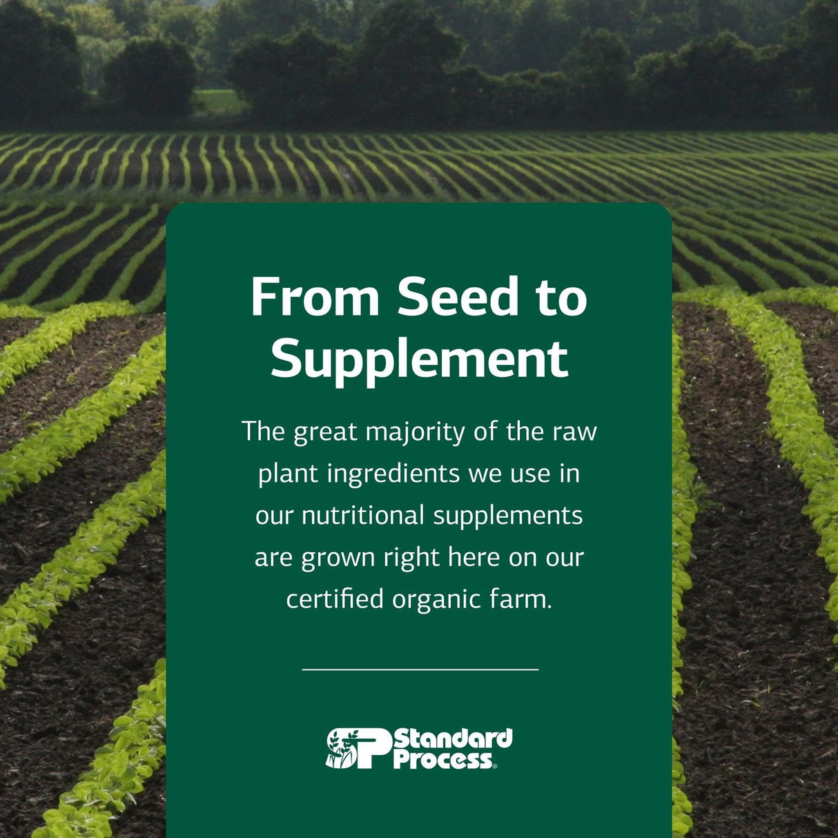 Standard Process Inc. Cholacol - Gallbladder Support Supplement - Fat Digestion Supplement for Digestive Health & Bile Support - Gluten-Free, Non-Dairy & Non-Soy - 90 Tablets