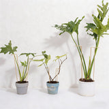 GOOOXIM 8.7 Inch Indoor Plant Trellis 10 Pack Small Gold Plant Supports