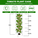 LAKNUAL 6 Packs Tomato Cages for Garden, 12"×12"×56" Plant Support Cage with Different Spacing, Green Metal Trellis for Climbing Plants Like Cucumber, Flowers