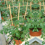 Sprigra Bamboo Trellis 2FT 3 Pack, Plant Ladder Stakes 24 Inches, Natural Fan-Shaped Bamboo Trellis for Orchid Vines, Monarchs, Ivy and Other Plants Climbing, Help Plant Growth