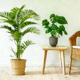 16Pack Stackable Plant Support Stakes, Monstera Plant Support