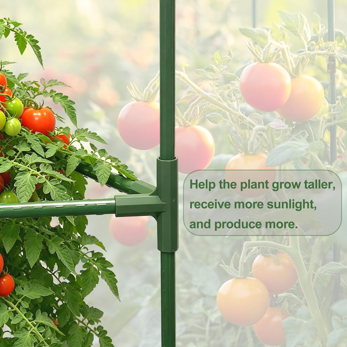 Wikdey Tomato Cages for Garden&Pots, 2 Pack 50" Plant Support Trellis for Tomatoes, Cucumbers, Beans | Heavy-Duty Steel with Rust-Proof Coating | Garden Stakes for Outdoor Indoor Plants