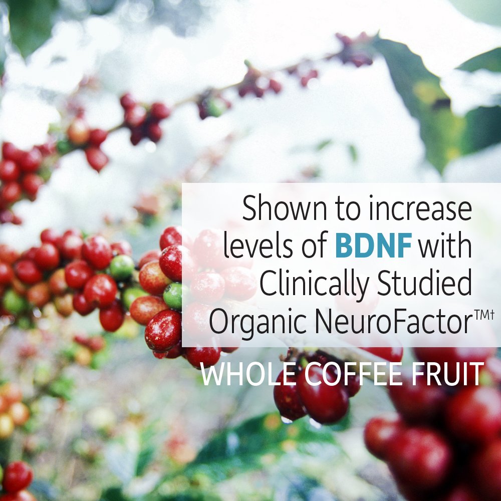 Garden of Life Dr. Formulated Organic Brain Health Memory & Focus for Adults 40+ 60 Tablets