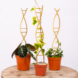 Yohsnor 3PCS DNA Plant Trellis Indoor & Outdoor,Metal Trellis for Pots