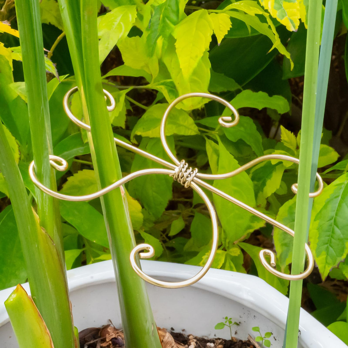 YOHSNOR 5PCS Monstera Plant Support Hooks-Gold 5.5in Stem Supports
