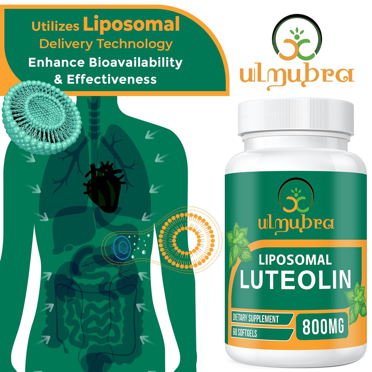 Ulmubra 800 MG Liposomal Luteolin Supplement - Maximum Absorption, Premium Antioxidant Supplement for Brain & Overall Well-Being, 60 Softgels - 30-Day Supply