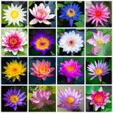 Breoudo 40Pcs Mixed Bowl Lotus Seeds for Planting, Non-GMO Lotus Flower Seeds, High Germination Rate Water Lily Seeds for Planting Home, Garden, Indoor, Outdoor