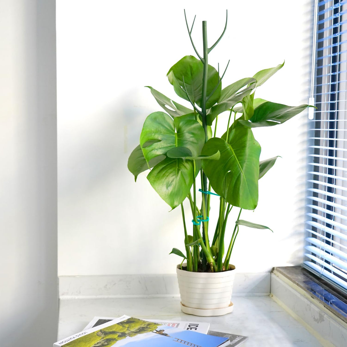 8 Pack Monstera Plant Support Stakes, Detachable Twig Plant Support