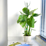 8 Pack Monstera Plant Support Stakes, Detachable Twig Plant Support