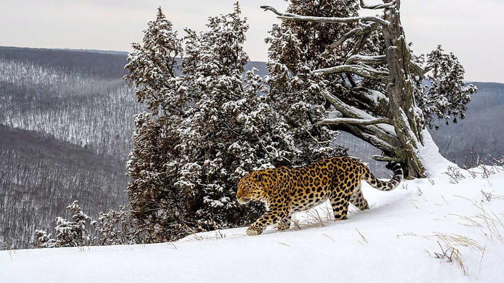 Frozen Planet II (4K Ultra UHD/Blu-ray) [4K UHD]