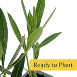 CitronellaKing 6 White Oleander Shrubs | Live Plants in 2.5-inch Nursery Cubes | “Sister Agnes” Variety | Deer-Resistant Evergreen Perennial | Stunning White Blooms for Outdoor Hedges & Garden Landscaping