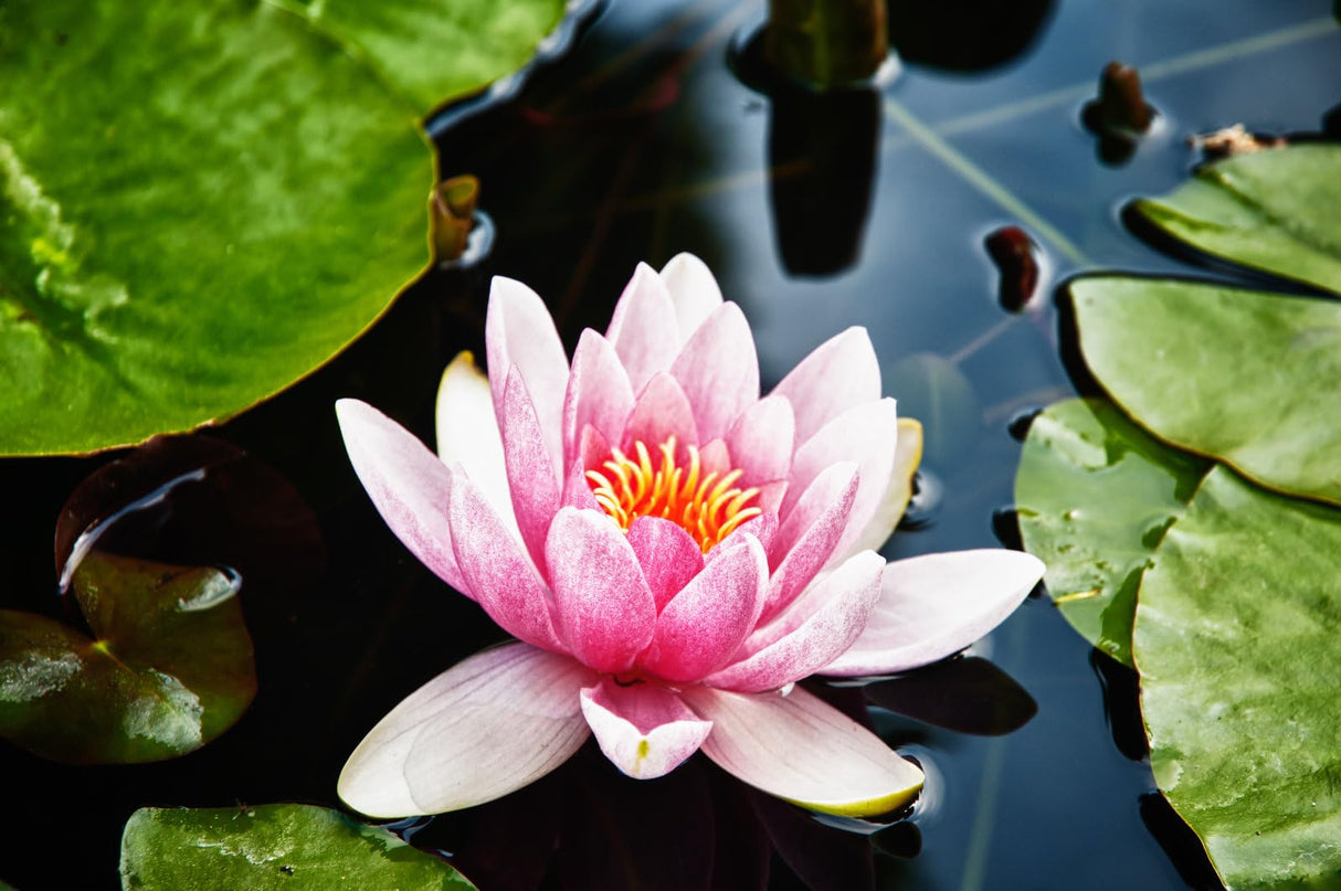 Breoudo 40Pcs Mixed Bowl Lotus Seeds for Planting, Non-GMO Lotus Flower Seeds, High Germination Rate Water Lily Seeds for Planting Home, Garden, Indoor, Outdoor