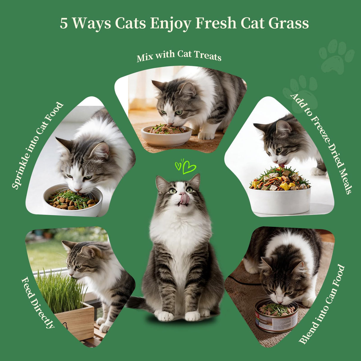 HiHOYA Cat Grass Kit for Indoor Cats - 5 Packets of Seeds, Cat Grass Planter Wooden Growing Kit, 5-Time Plant Starter Pack with 6 Soil Discs, Trimming Scissors, Spray Bottle, and Mini Tools