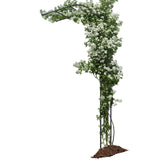 BUKLIYN Half Sided Arch Against The Wall Garden Arch Trellis - Garden Arch Arbor Trellis for Climbing Plants Outdoor - Garden Arch Trellis Arbor for Home Yard and Garden（Black）