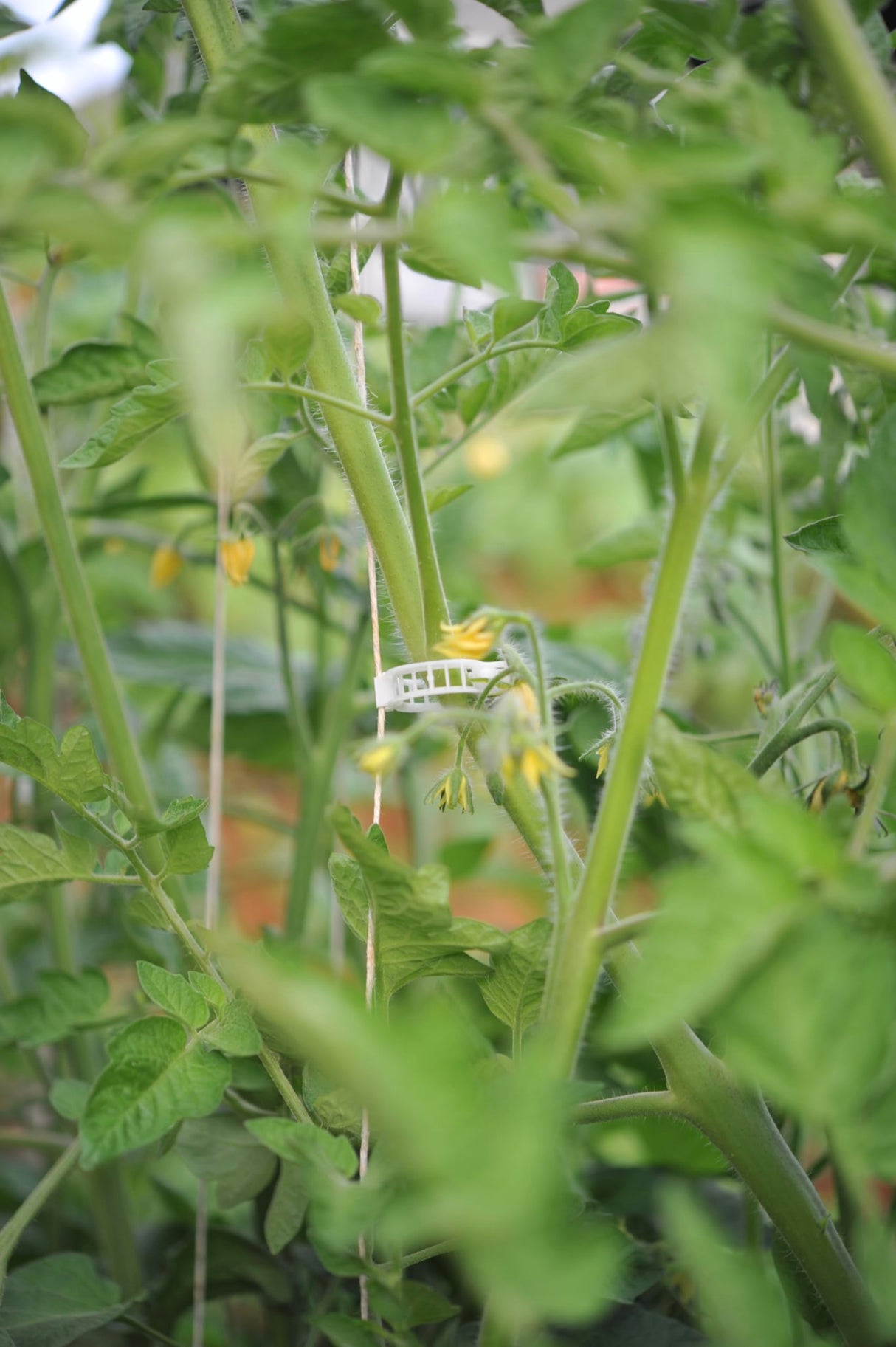 Compostable Trellis Clips (Compostable, 100, Units)
