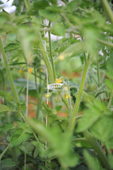 Compostable Trellis Clips (Compostable, 100, Units)