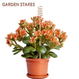 18Pack Electroculture Plant Stakes, 12" Electroculture Copper Gardening Antenna, Copper Coil Plant Stakes for Garden,Garden Stakes for Plants Fruits Vegetables Growth,Eco-Friendly,High-Yield