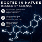 ACEWORKZ Berberine HCL 1200mg Supplement – 97% High Purity – Support Weight Management, Craving Control, Heart & Gut Health (60 Capsules)