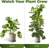 2 Pack 63 Inch Bendable Moss Pole Monstera Plant Support Stakes for Indoor Plants - Tall Moss Stick Trellis for Potted Climbers - Stem Support Accessories for Climbing Houseplants