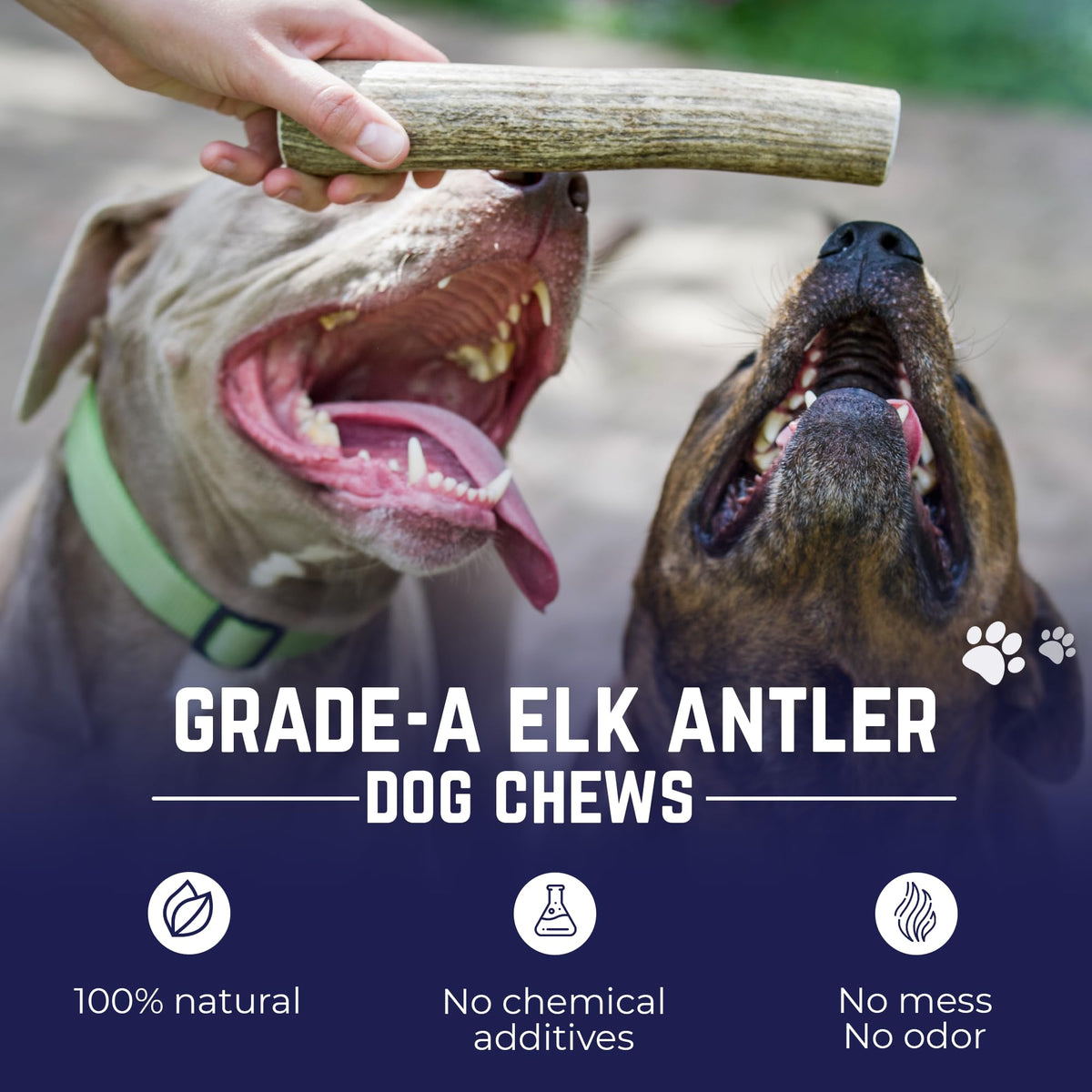 Devil Dog Pet Co Whole Elk Antlers for Dogs, Medium, Aggressive Chewers