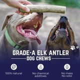 Devil Dog Pet Co Whole Elk Antlers for Dogs, Medium, Aggressive Chewers