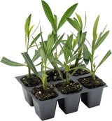 CitronellaKing 6 White Oleander Shrubs | Live Plants in 2.5-inch Nursery Cubes | “Sister Agnes” Variety | Deer-Resistant Evergreen Perennial | Stunning White Blooms for Outdoor Hedges & Garden Landscaping