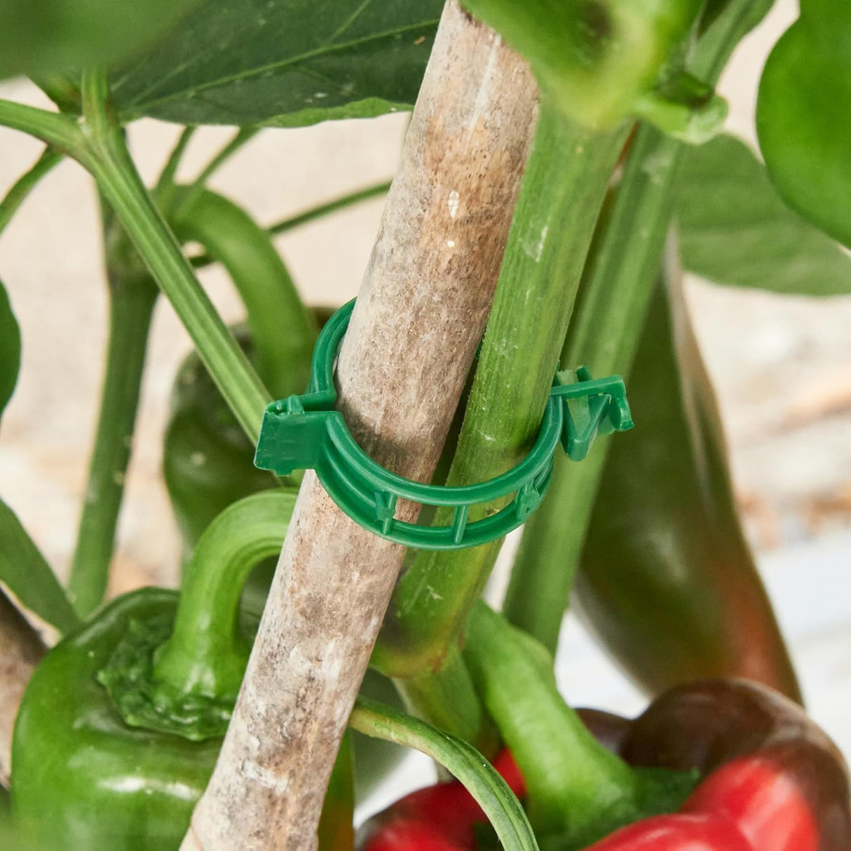 Hytihtu 50Pcs Plant Support Clips Plastic Trellis Clips, Tomato Vine Clips