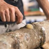 North Spore Organic Shiitake Outdoor Mushroom Log Growing Kit | Includes 100 ct. Bag of Plug Spawn | Complete Log Starter Kit with Instructions | Handmade in Maine, USA